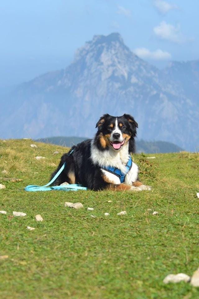 Natural landscape, Pets