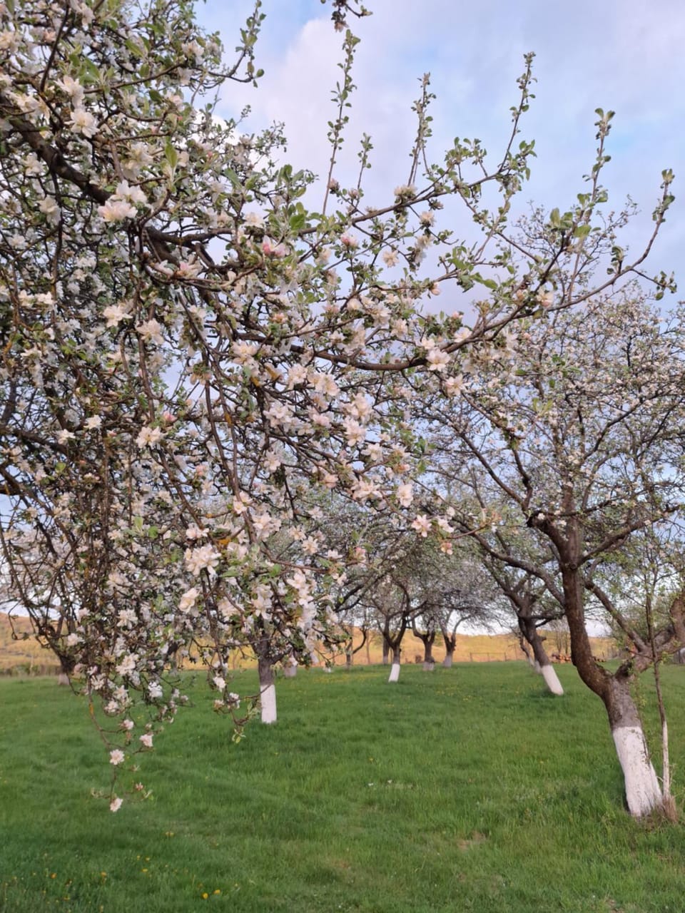 Pensiunea Agroturistica Ica Bed and Breakfast in Cluj County