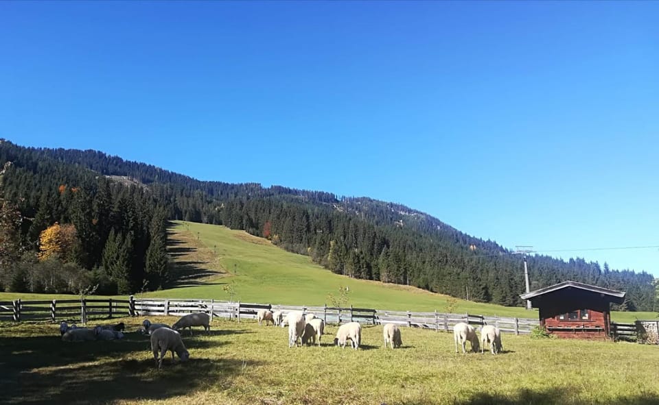 Animals, Garden view, Mountain view