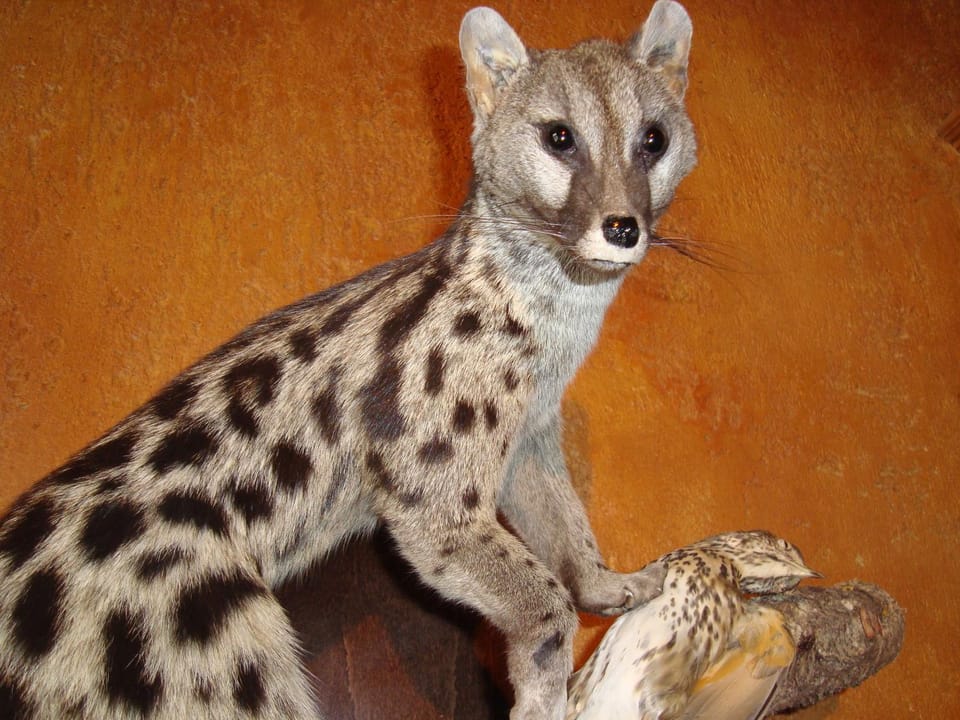Animals