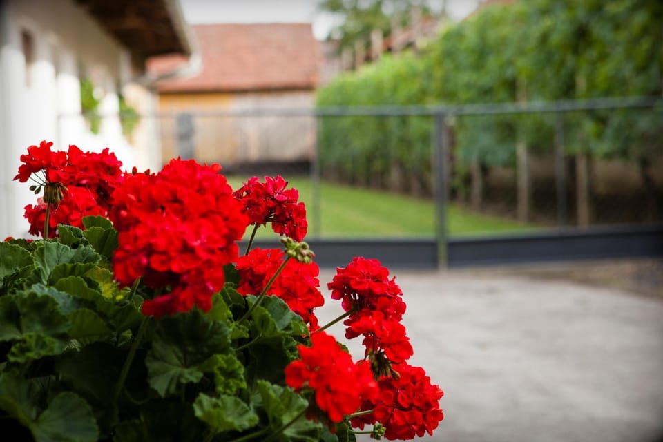 Apartman Kuća 150 Apartment in Slovenia