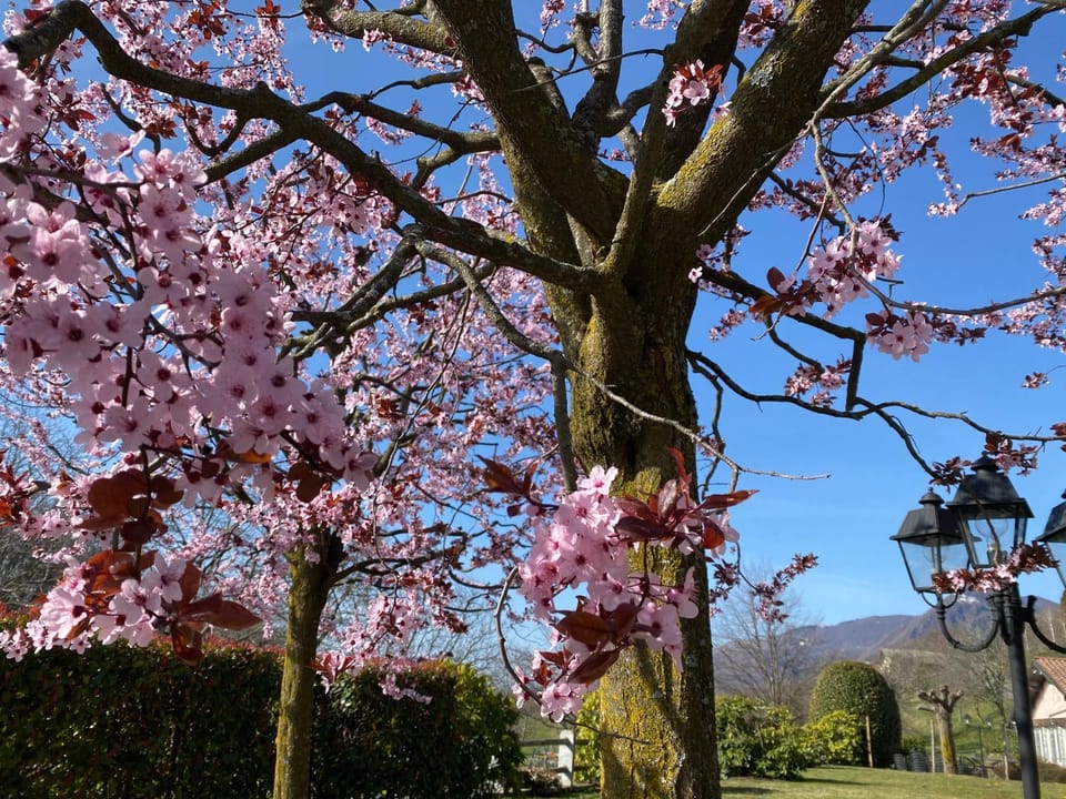 Garden, Garden, Garden view, Mountain view