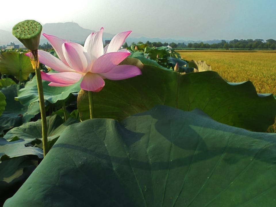 Natural landscape
