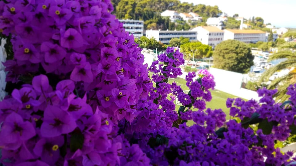 Day, Garden view