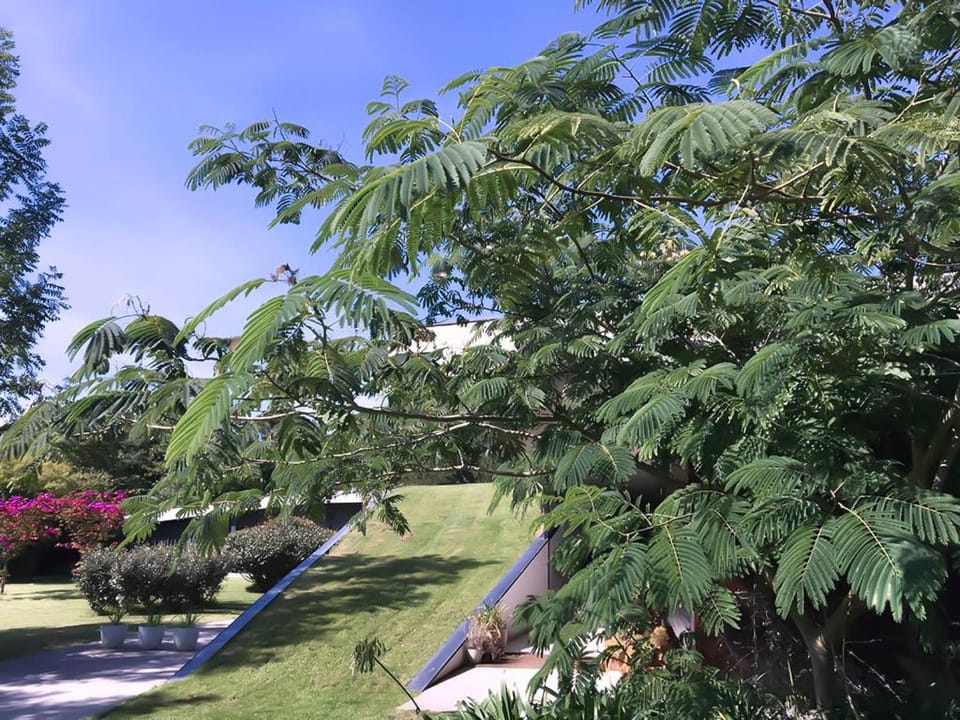 Garden view