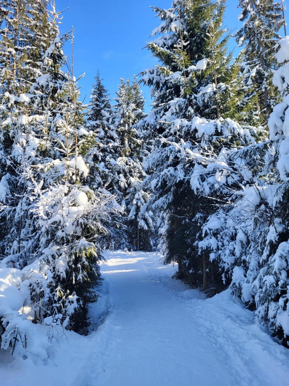 Pension Lärchenbrunn Bed and Breakfast in Salzburgerland