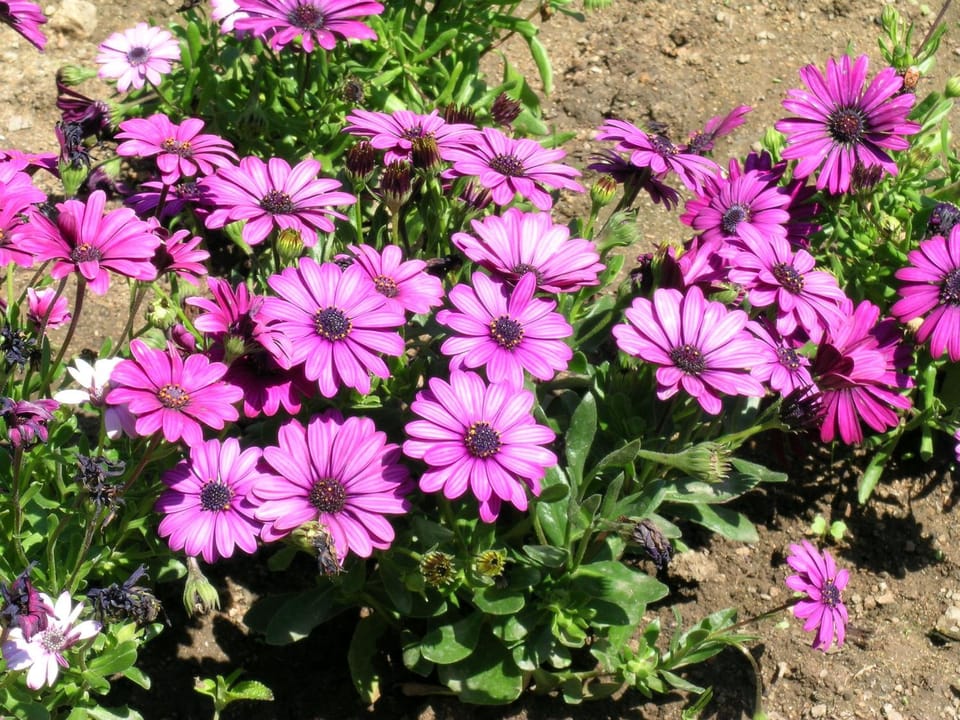 Spring