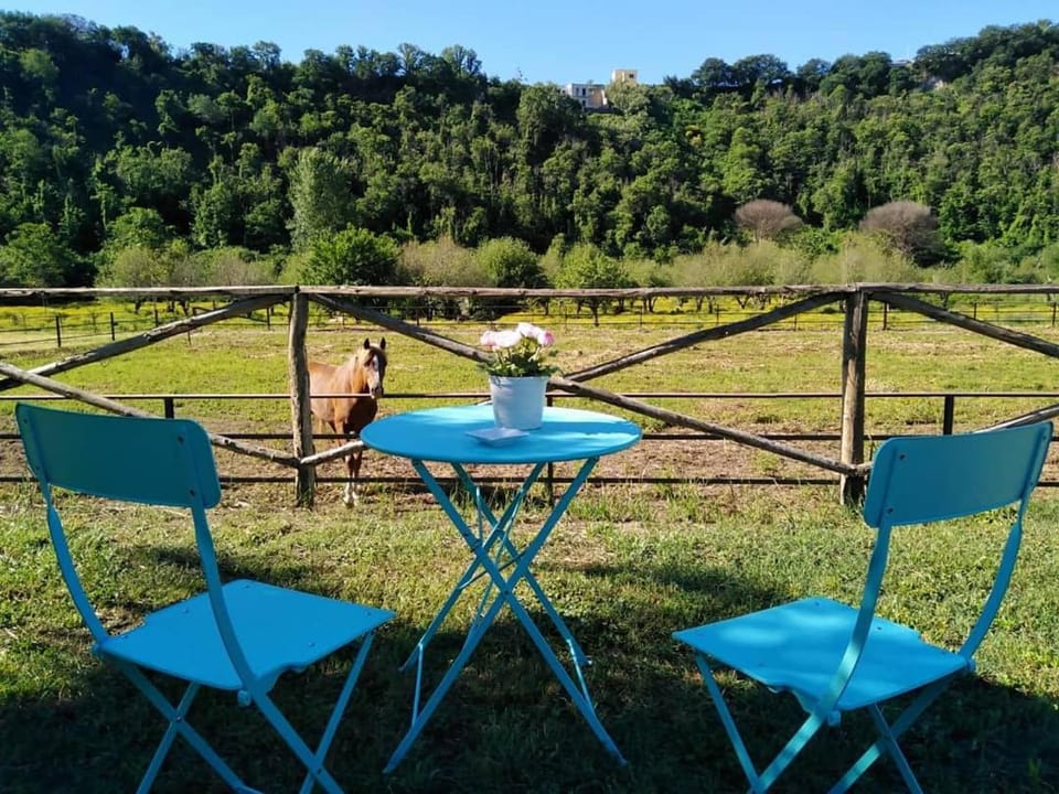 Animals, Pets, Garden view