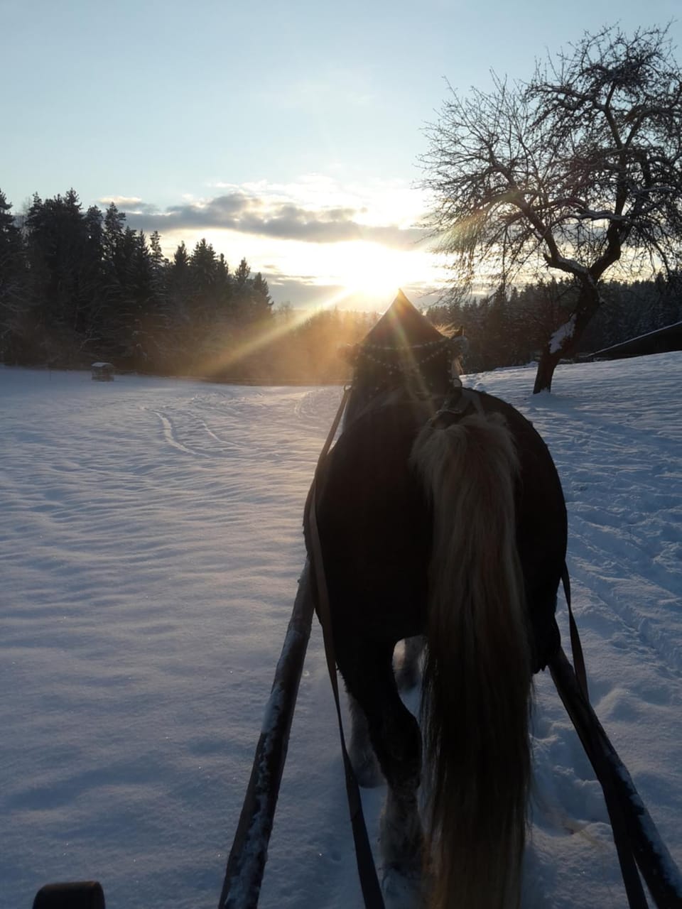 Animals, Sunset