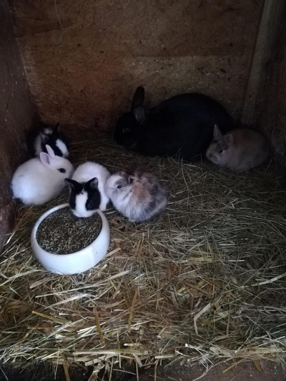 Animals