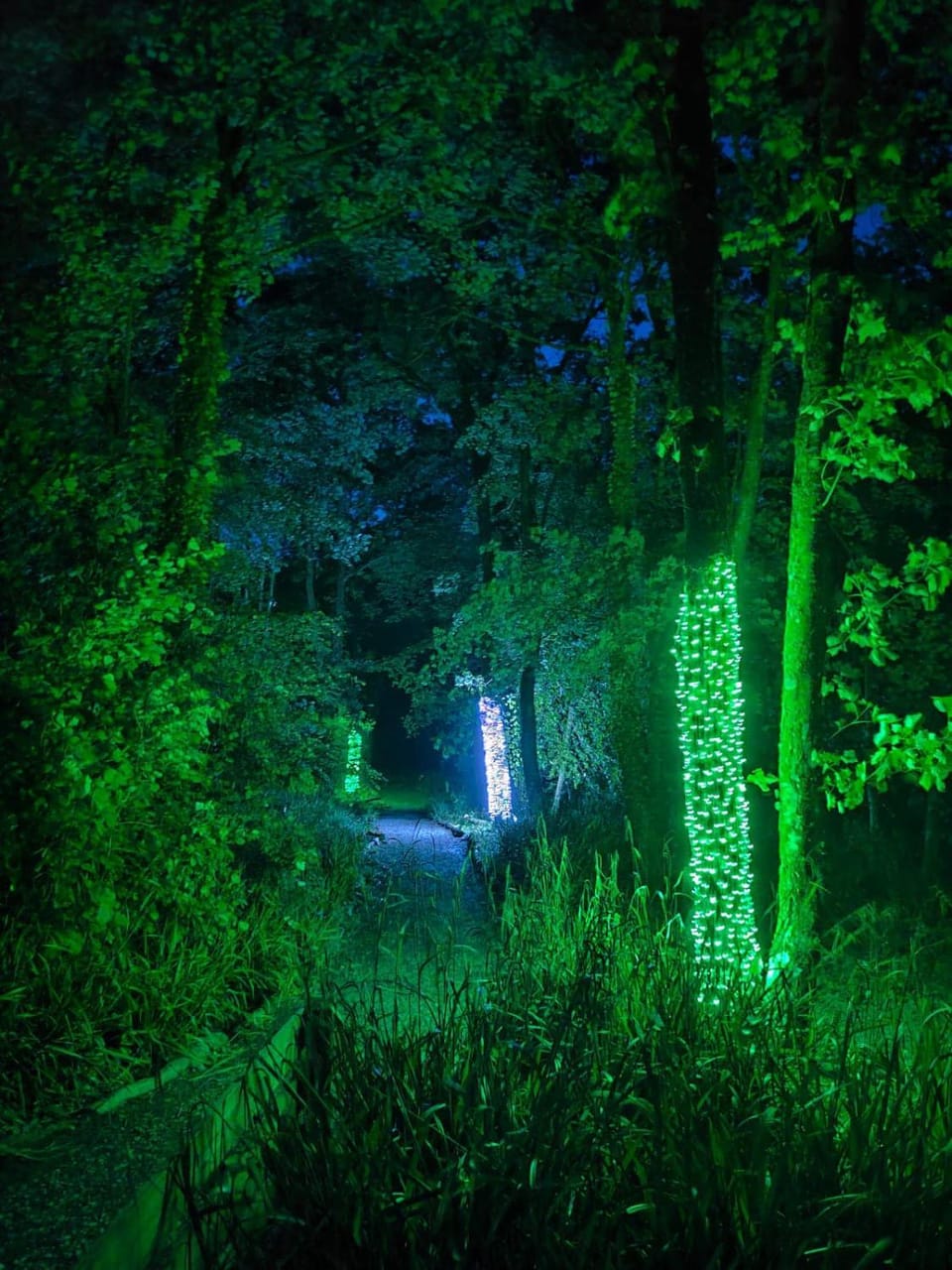 Night, Garden view