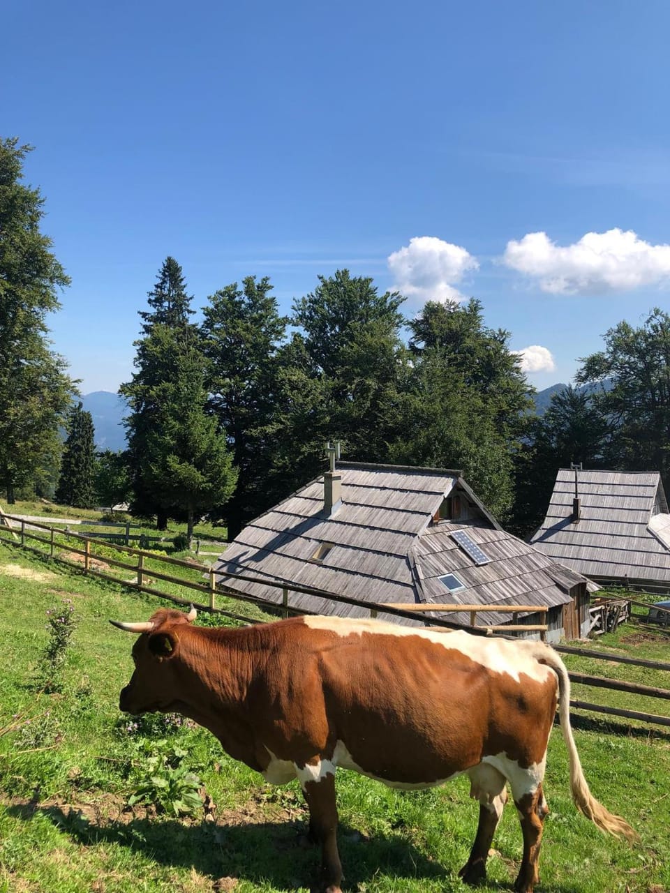 Property building, Day, Natural landscape, Animals