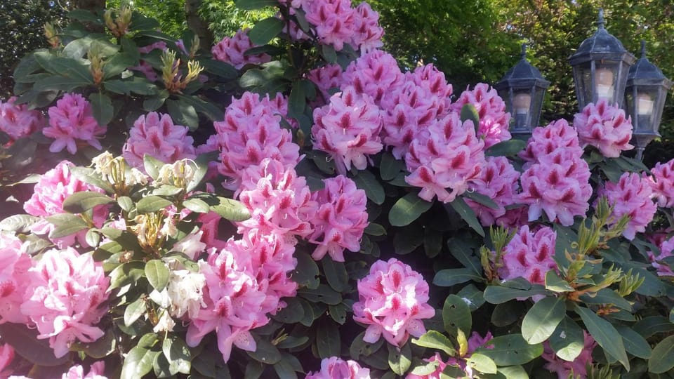 Spring, Garden