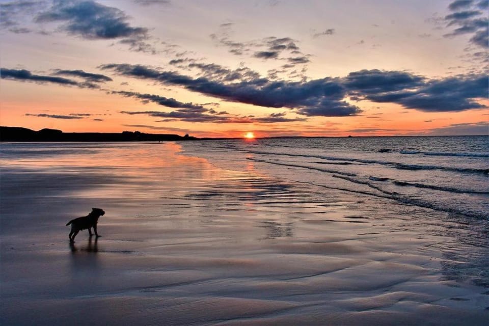 Nearby landmark, Beach, Pets