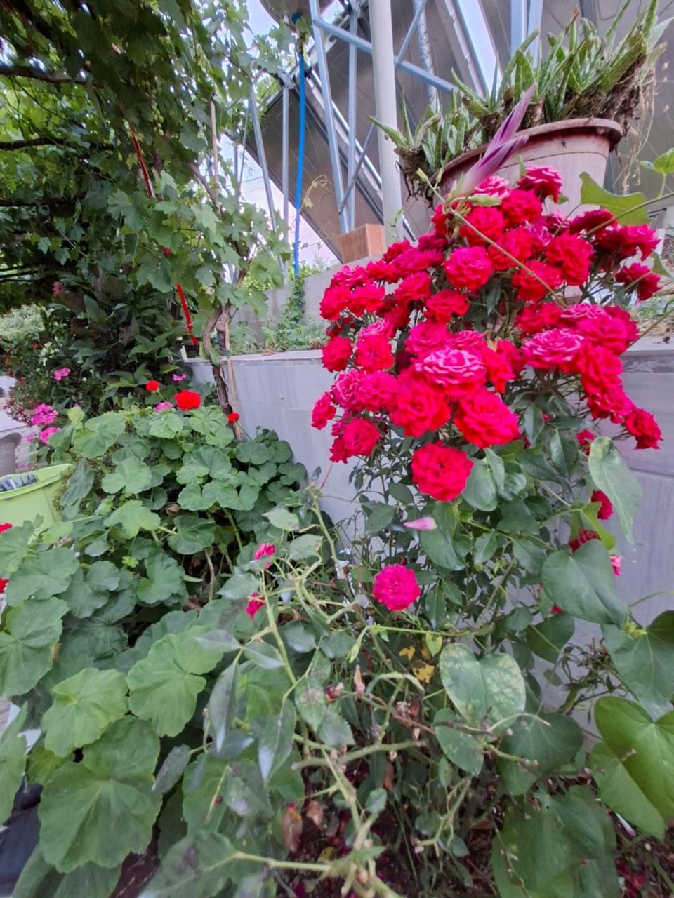 Garden view