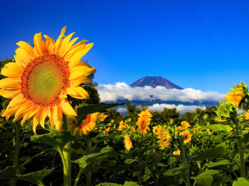 Minamitsuru-gun - Hotel / Vacation STAY 45545 Hotel in Shizuoka Prefecture