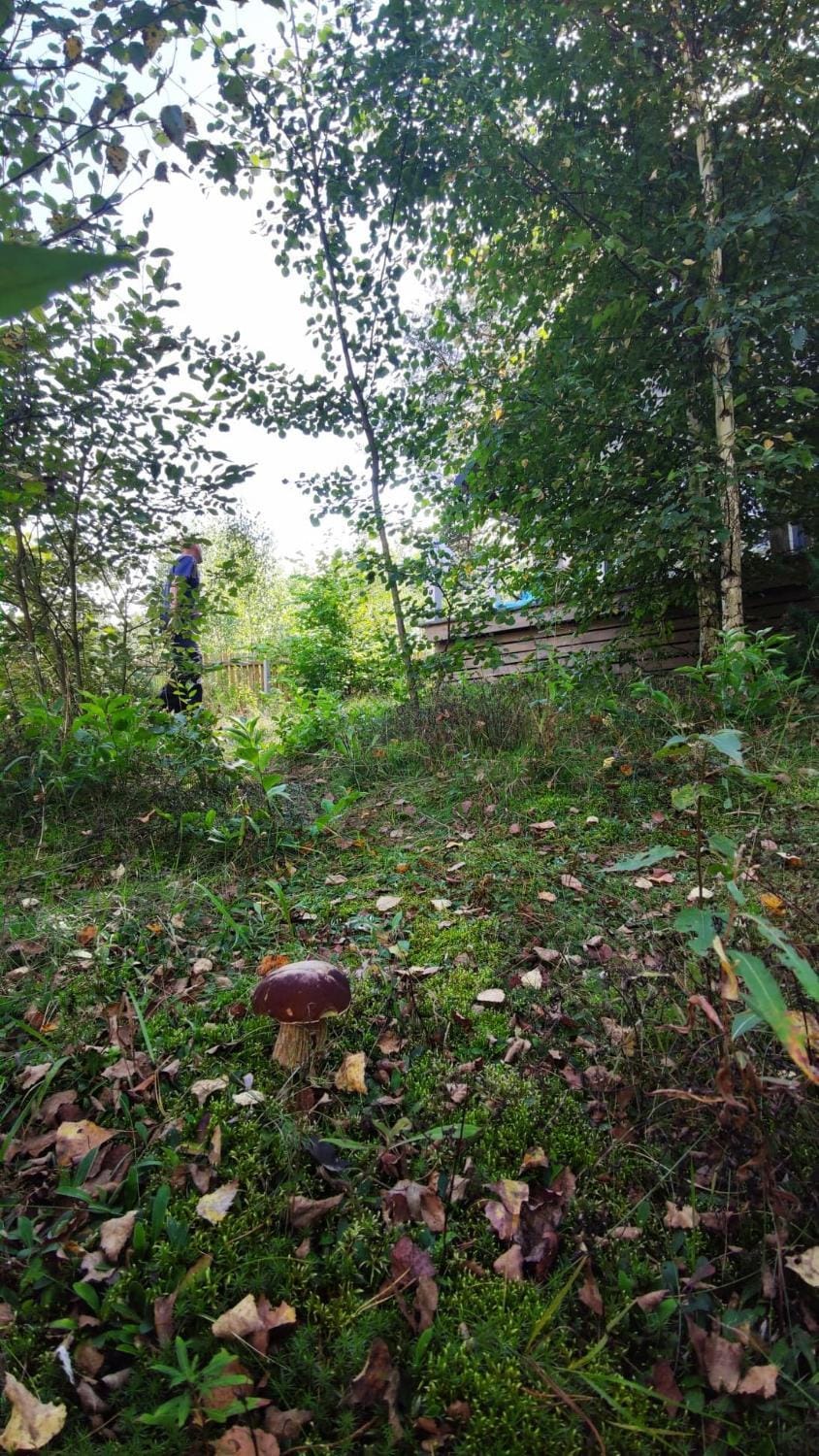 Natural landscape, Garden, Hiking, Animals
