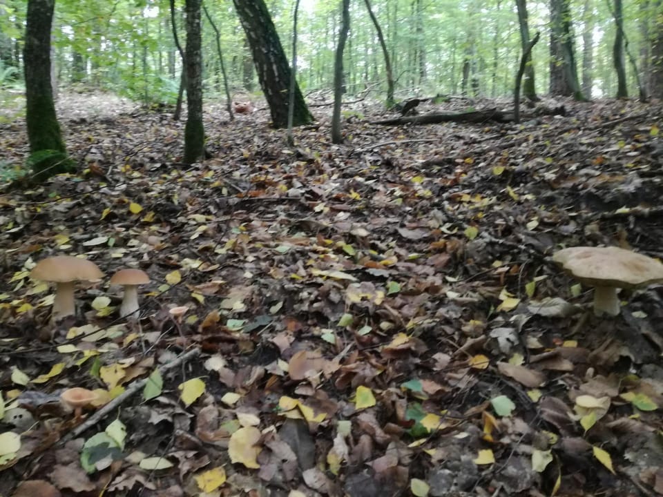 Hiking