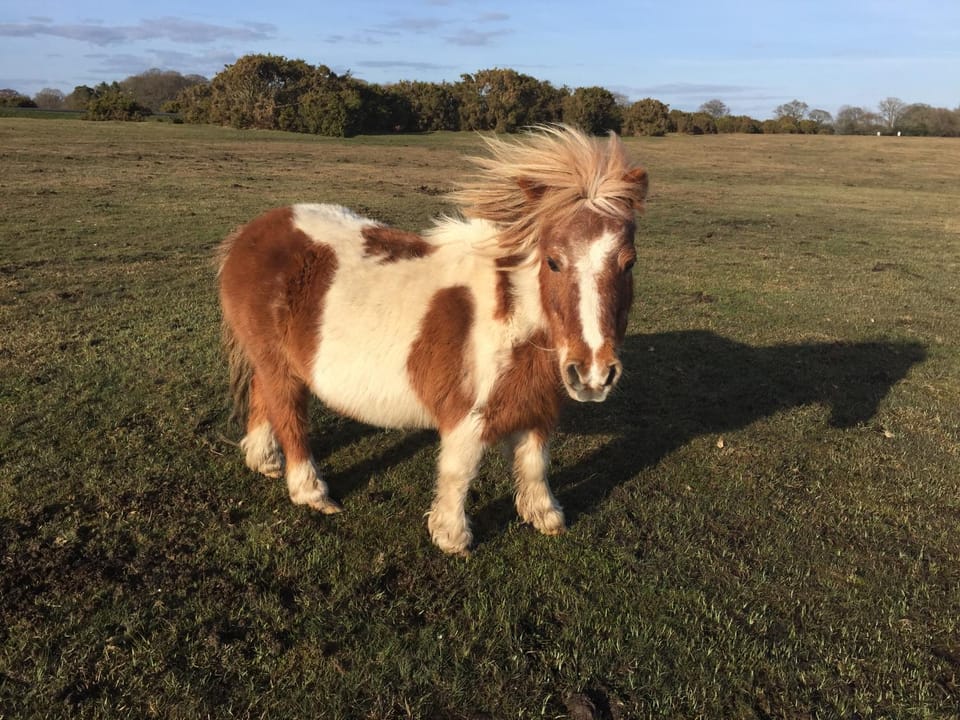 New Forest Brockenhurst House in Brockenhurst