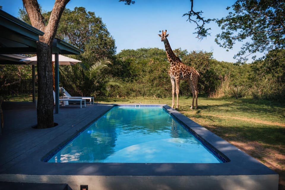 Property building, Animals, Swimming pool