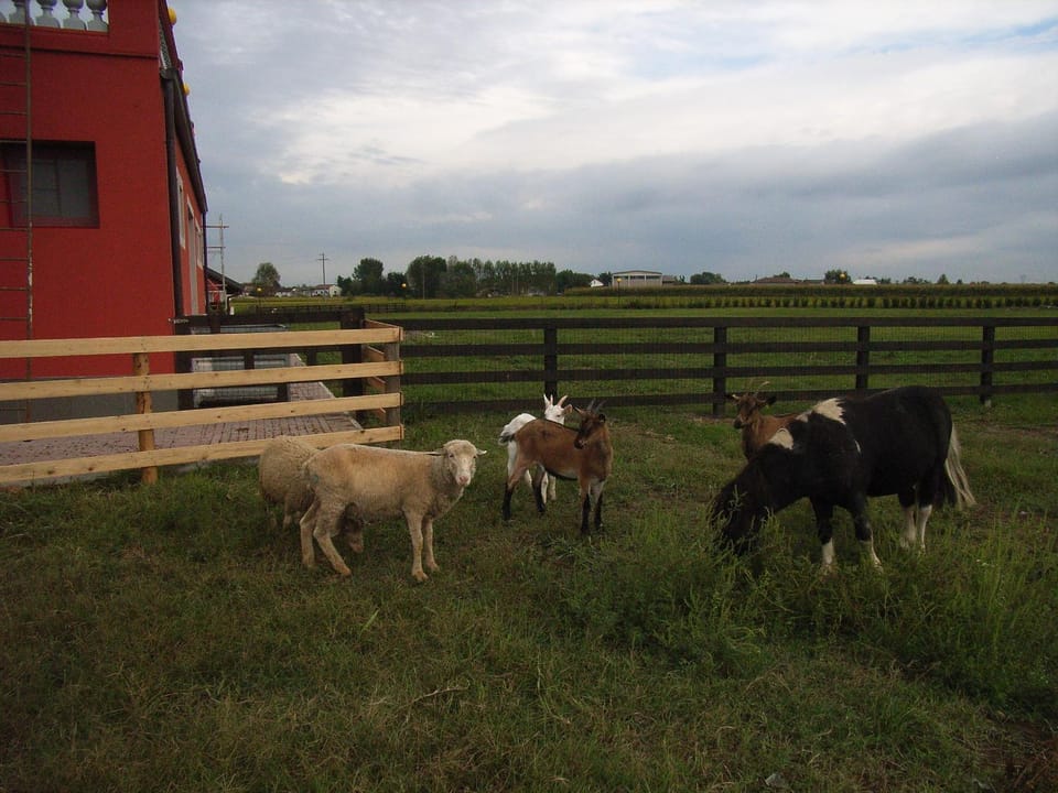 Garden, Balcony/Terrace, Evening entertainment, Pets