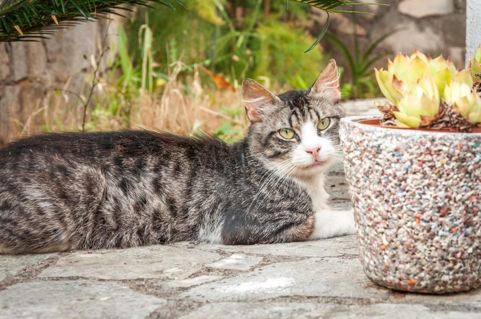 Neighbourhood, Animals