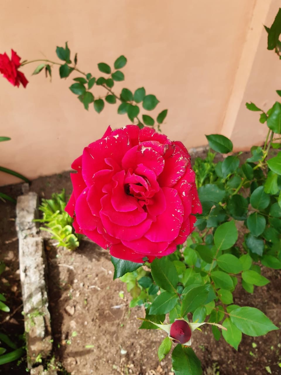 El Oasis Hotel y Restaurante Hotel in Boquete
