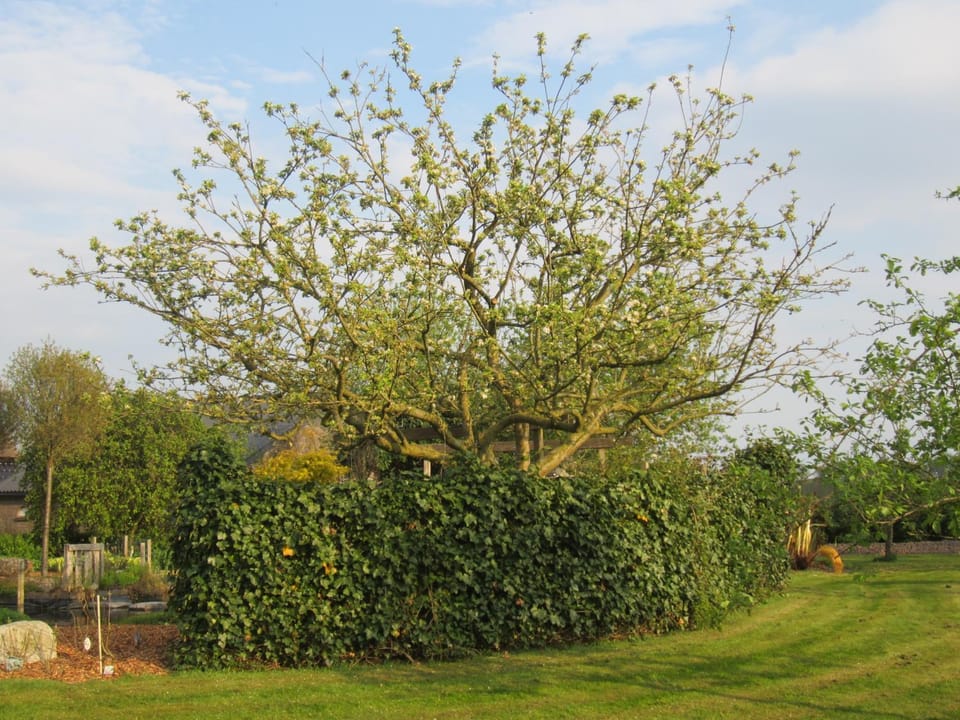 B&B Kleintje Eleveld Bed and Breakfast in Drenthe (province)