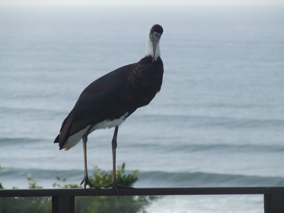 Bird's eye view, Sea view