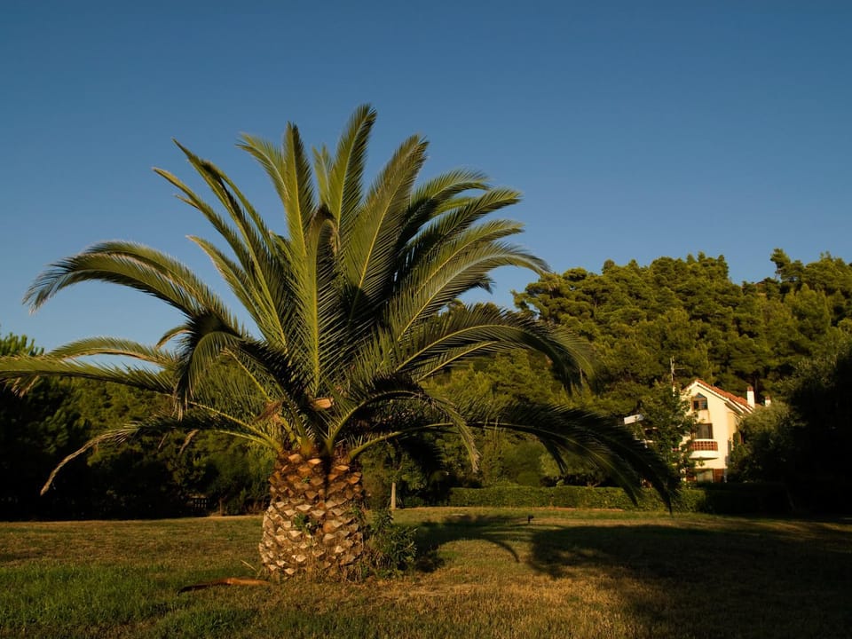 Neighbourhood, Natural landscape, Garden, Sports