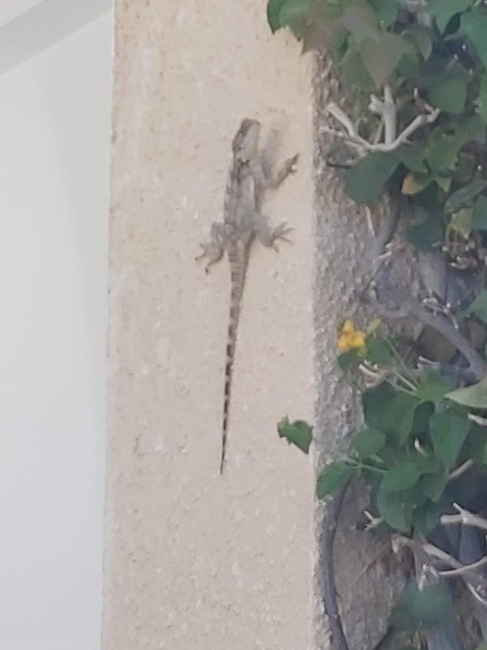 Property building, Animals