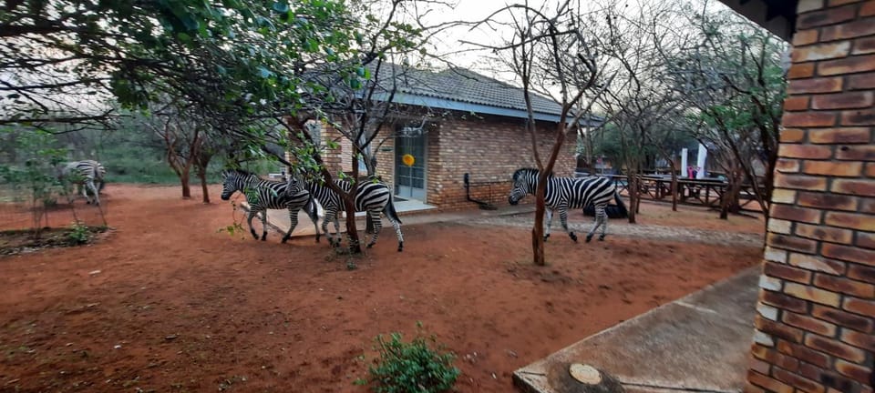 462 Bosbok Chalets Apartment in South Africa