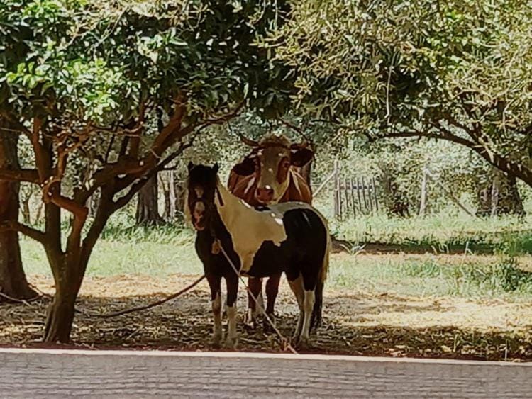 Day, Animals