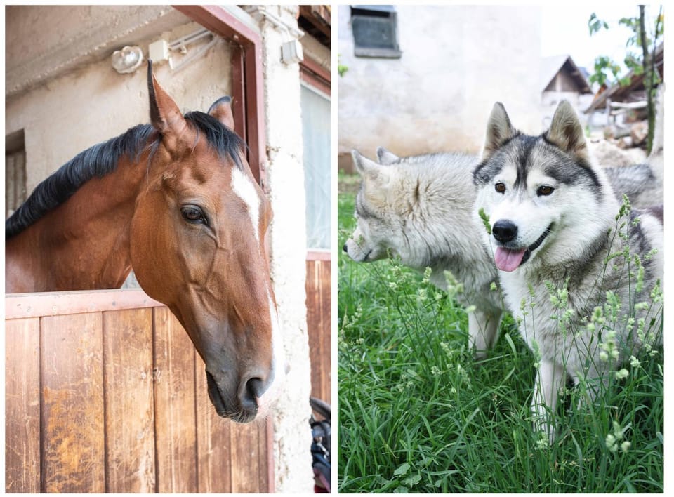 Animals