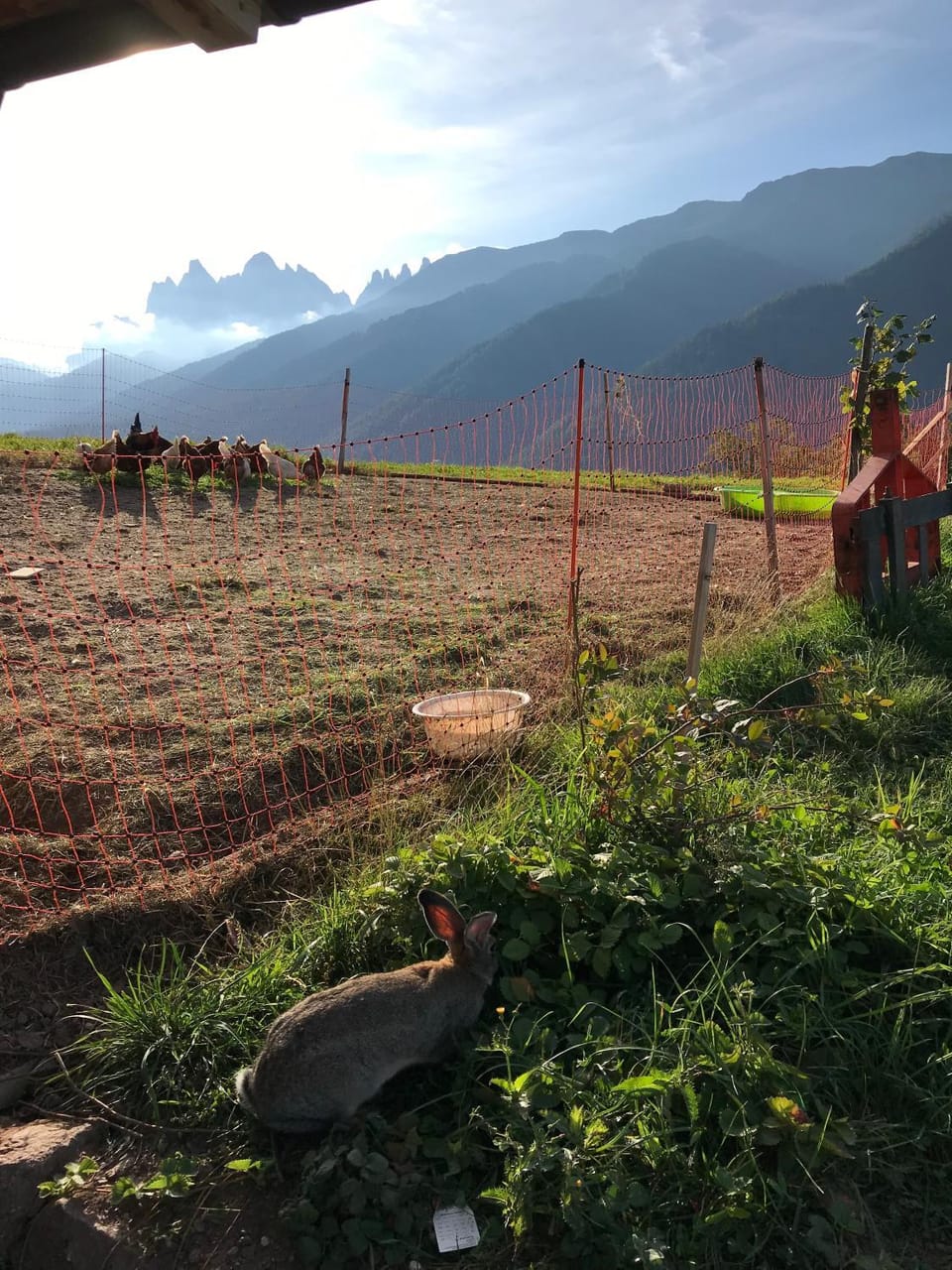 Natural landscape, Animals