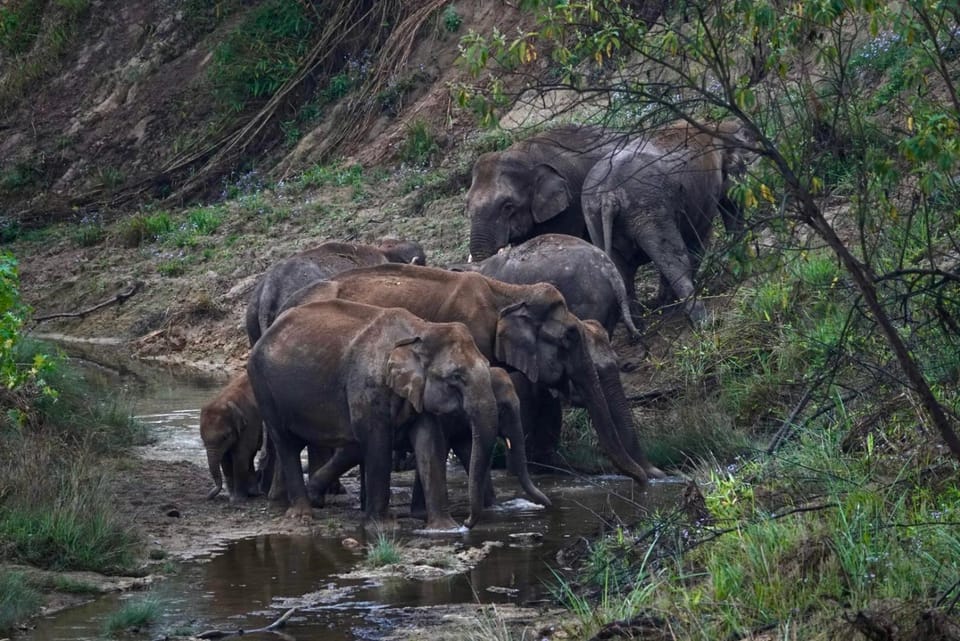 Animals