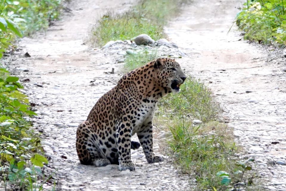 Day, Natural landscape, Animals