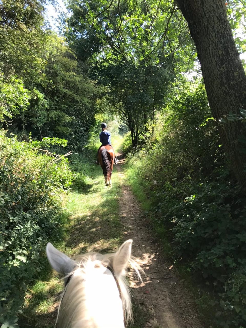 Hiking, Cycling, Animals