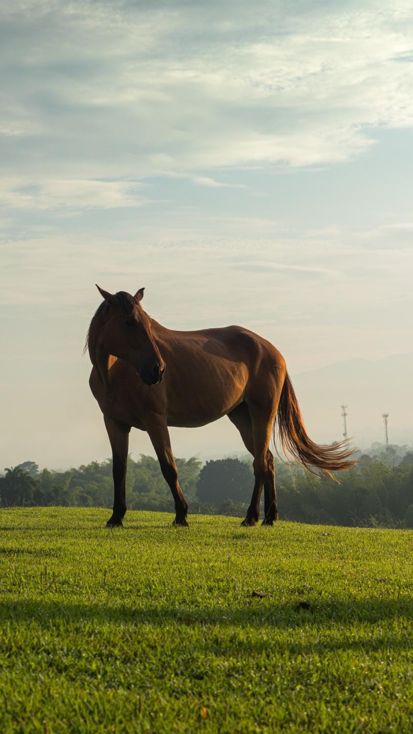 Day, Animals, Pets