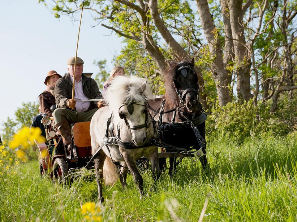 People, Horse-riding, Animals
