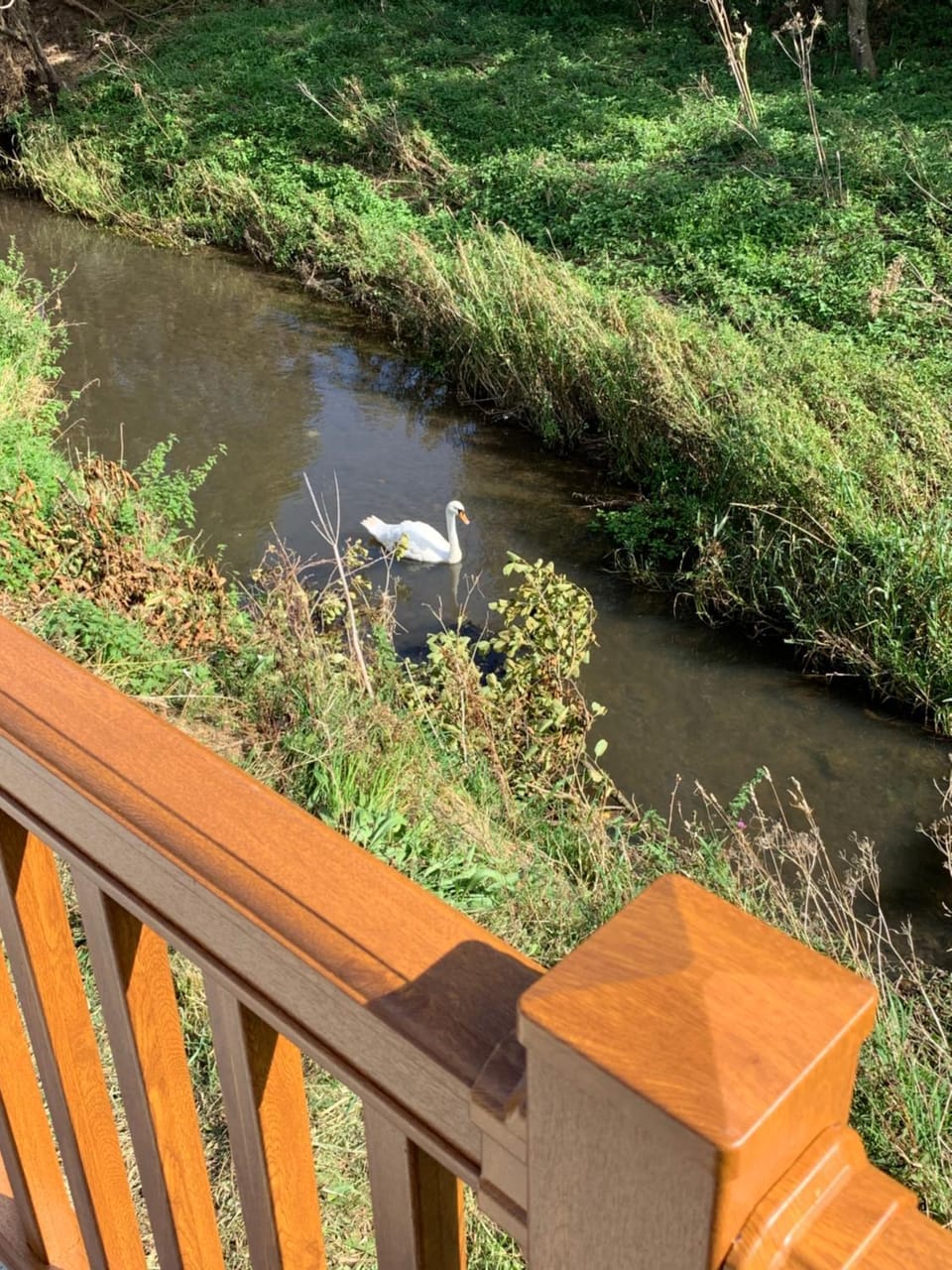 View (from property/room), Animals, Lake view