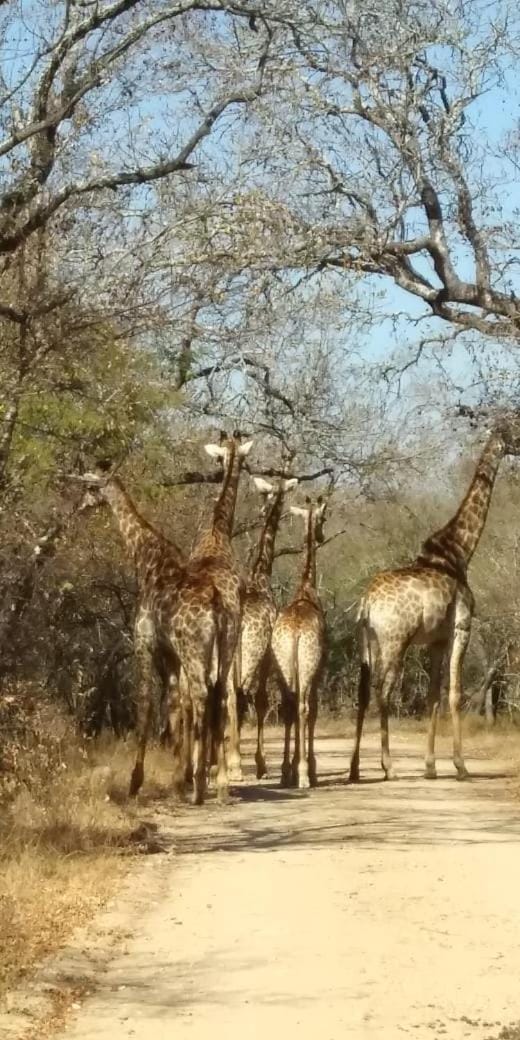 NJIRI - Your part of Africa House in South Africa
