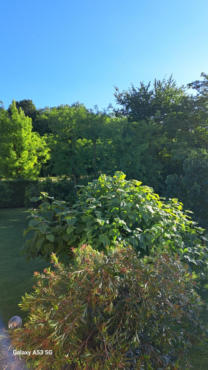 Day, Natural landscape, Garden, Garden view