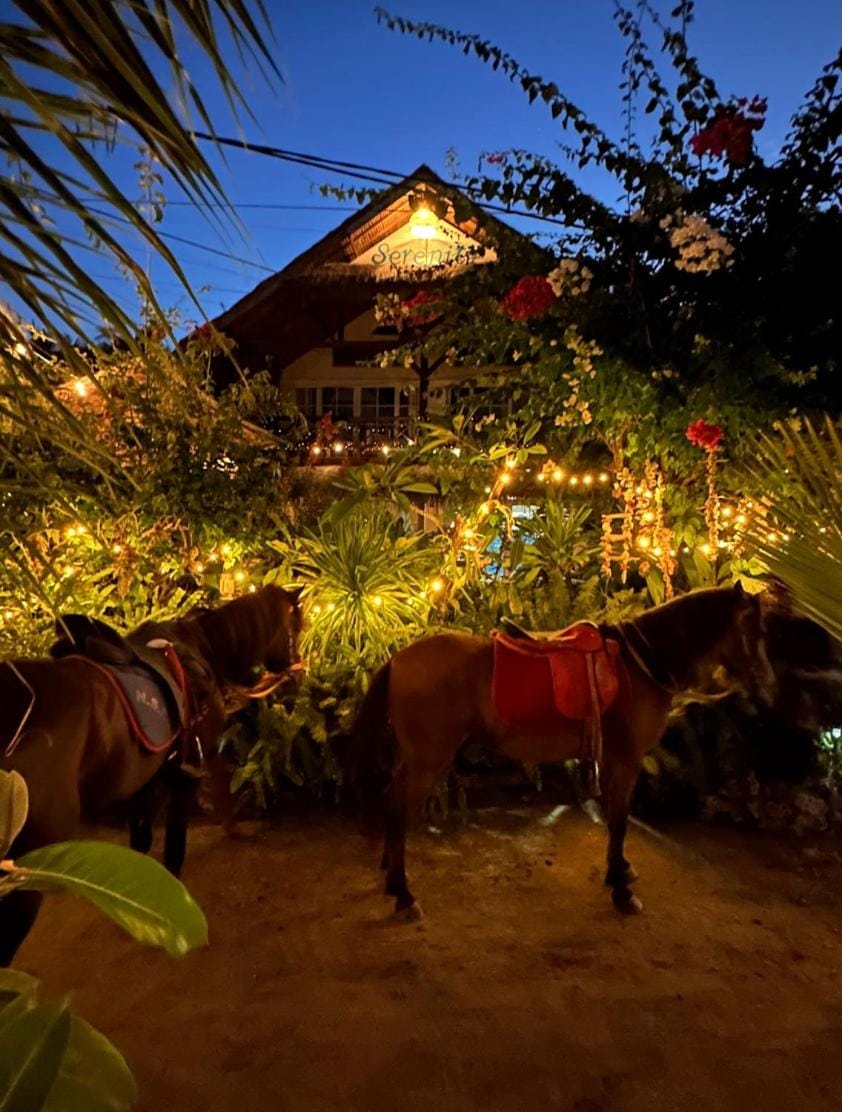 Night, Horse-riding, Animals