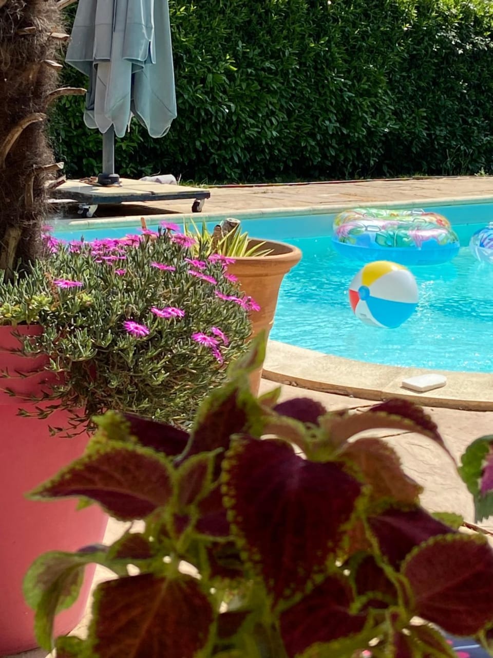 Day, Garden, Pool view, Swimming pool