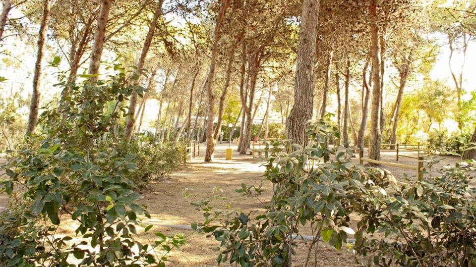 Natural landscape, Garden