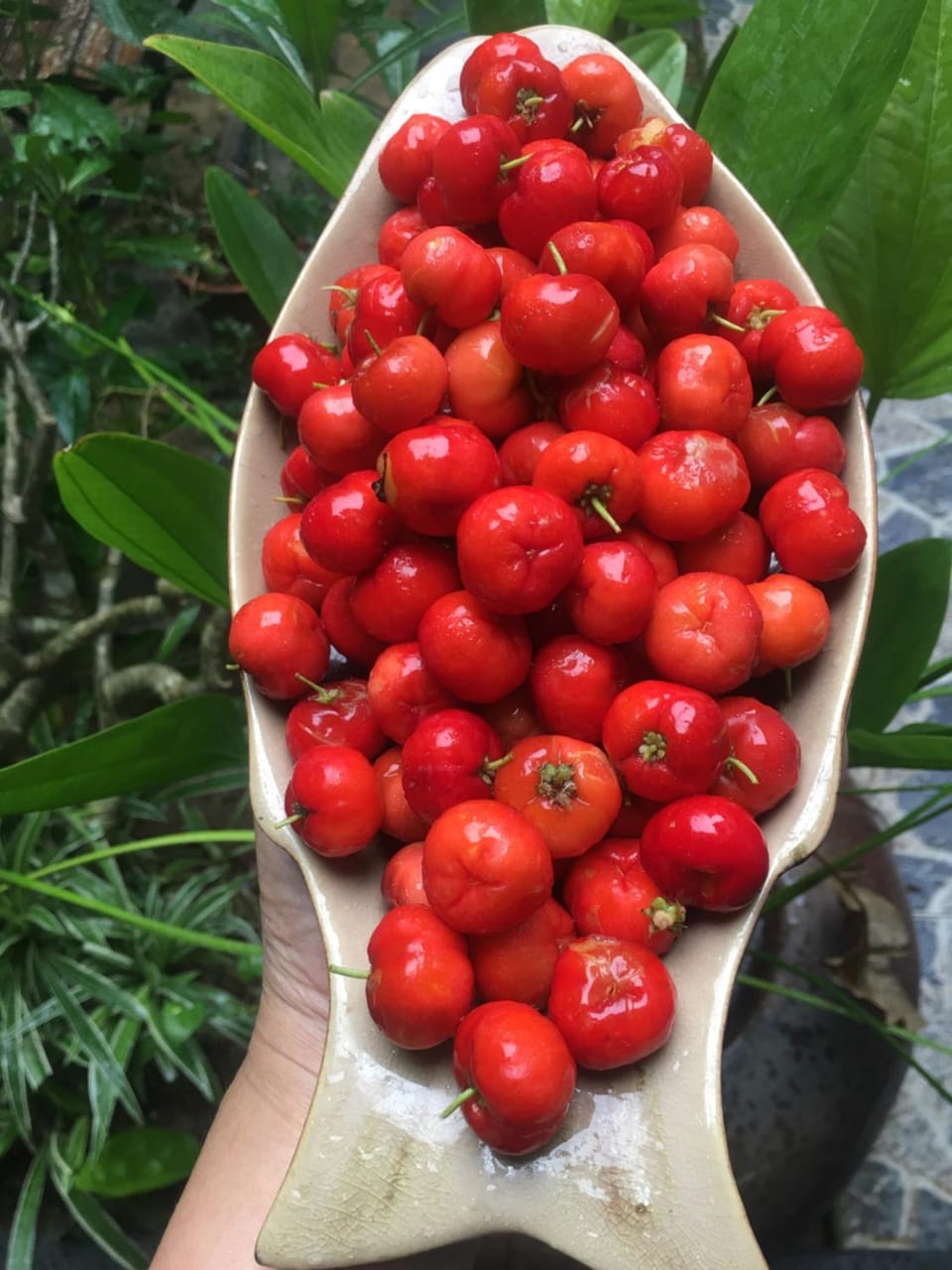 Cherry Garden Homestay Vacation rental in Hoi An