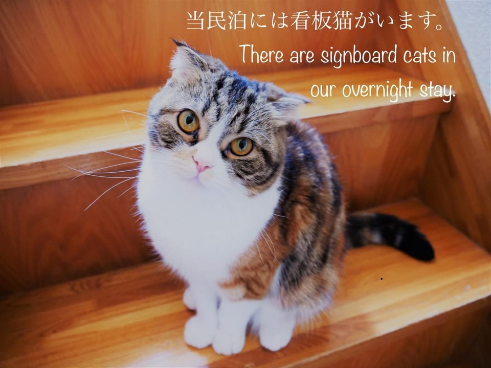 Staff, Animals, Pets, Family