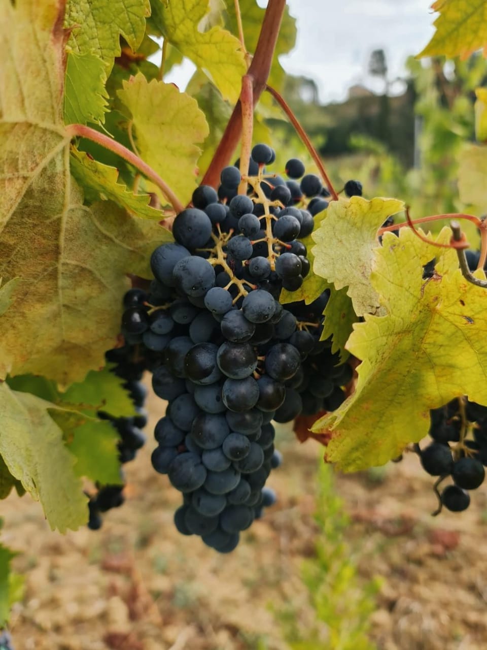 Relais Podere Borgaruccio, Wine Resort and Restaurant Farm Stay in Tuscany