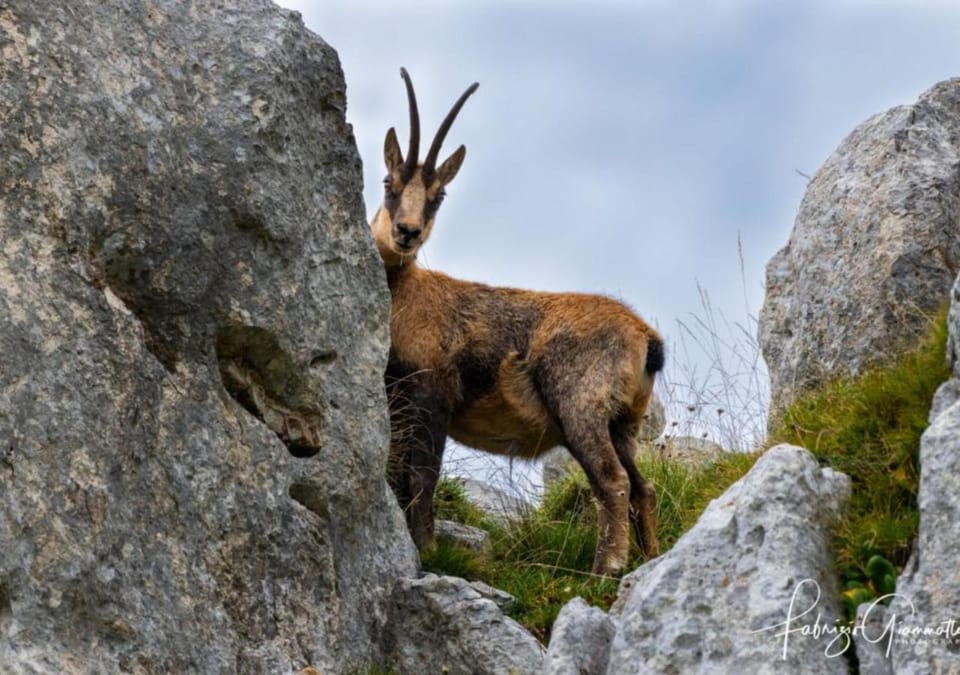 Natural landscape, Animals